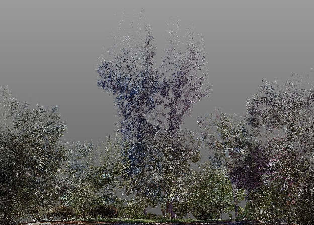 3D model of a leaning oak tree with canopy highlighted for pruning evaluation