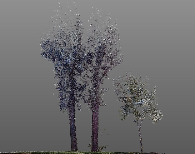 View from the back deck showing the oak in the foreground and eucalyptus in the background in the 3D scene