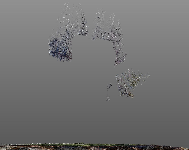 3D visualization of trees with branches selected for digital pruning