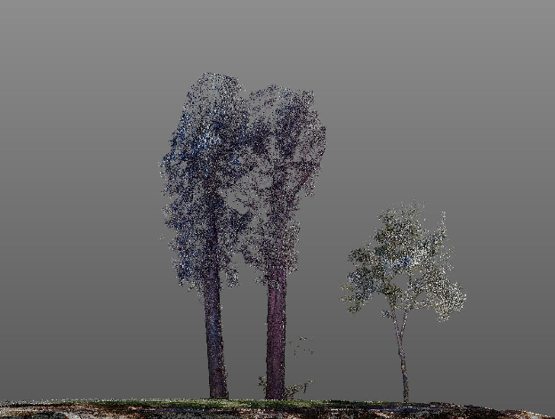 3D model after digitally removing branches to test balance and sight lines