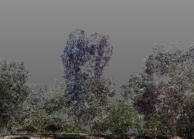 Oak and eucalyptus restored in the 3D scene after digital pruning preview